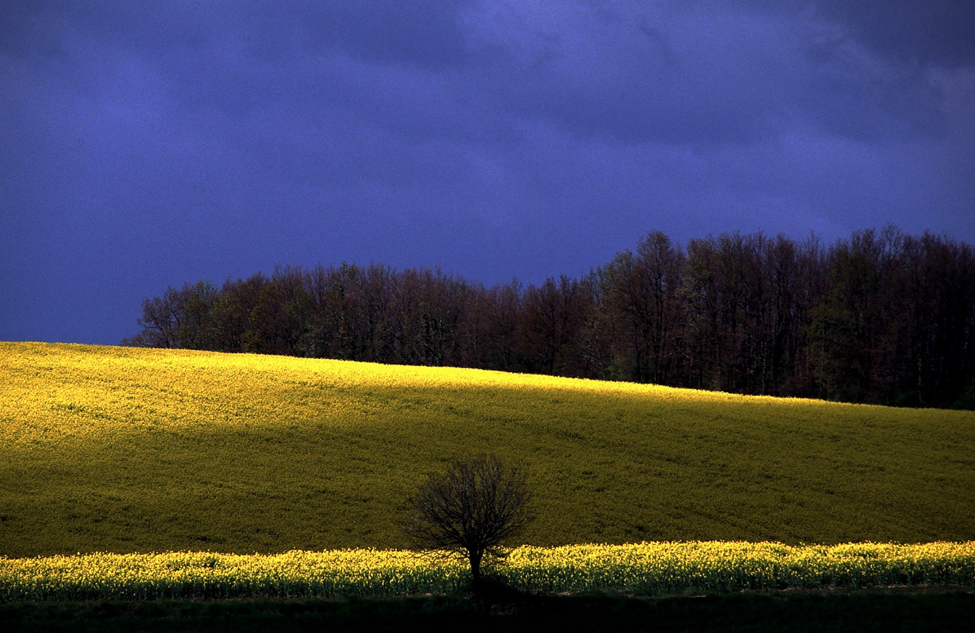 Pulsation d'arbres