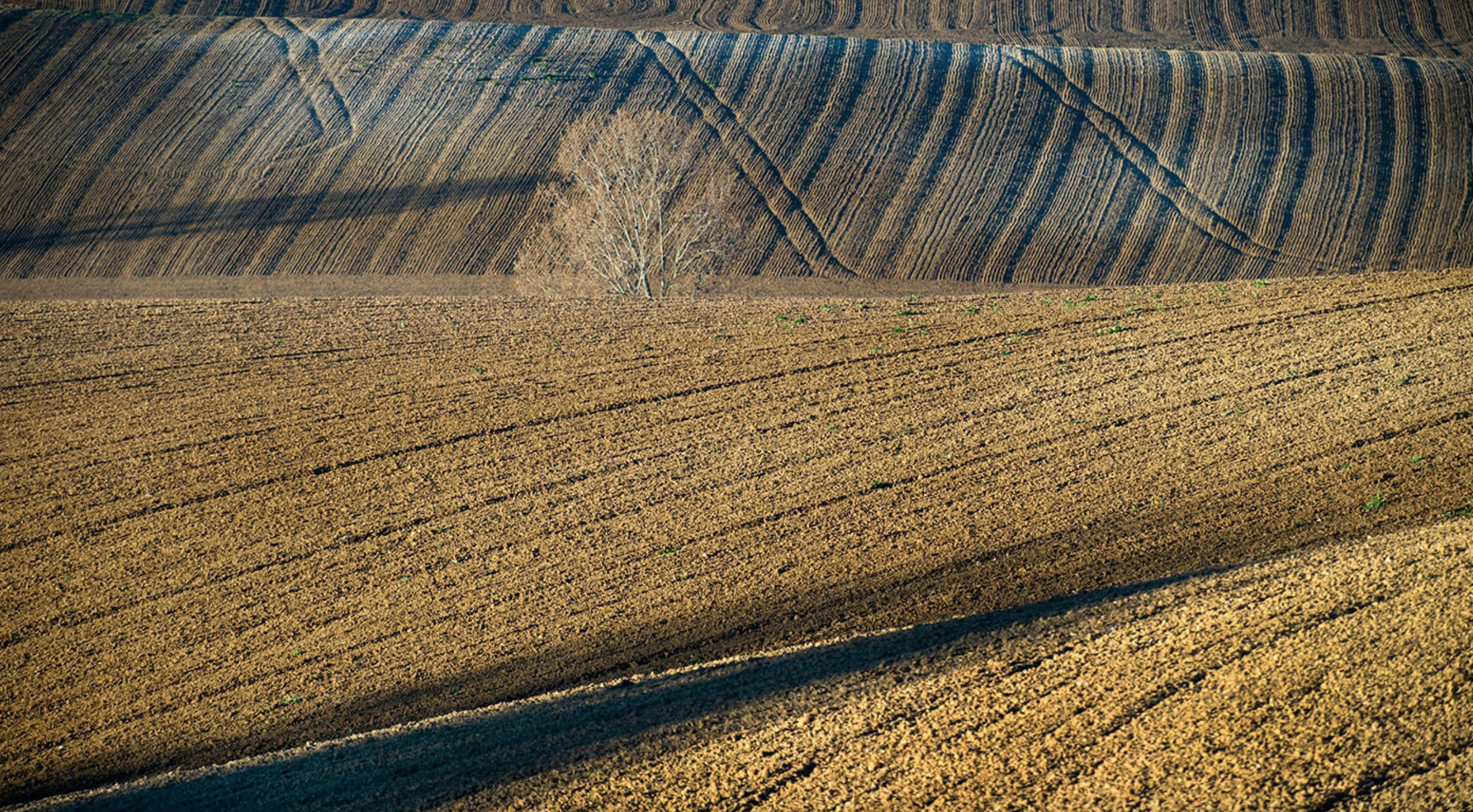 Lauragais