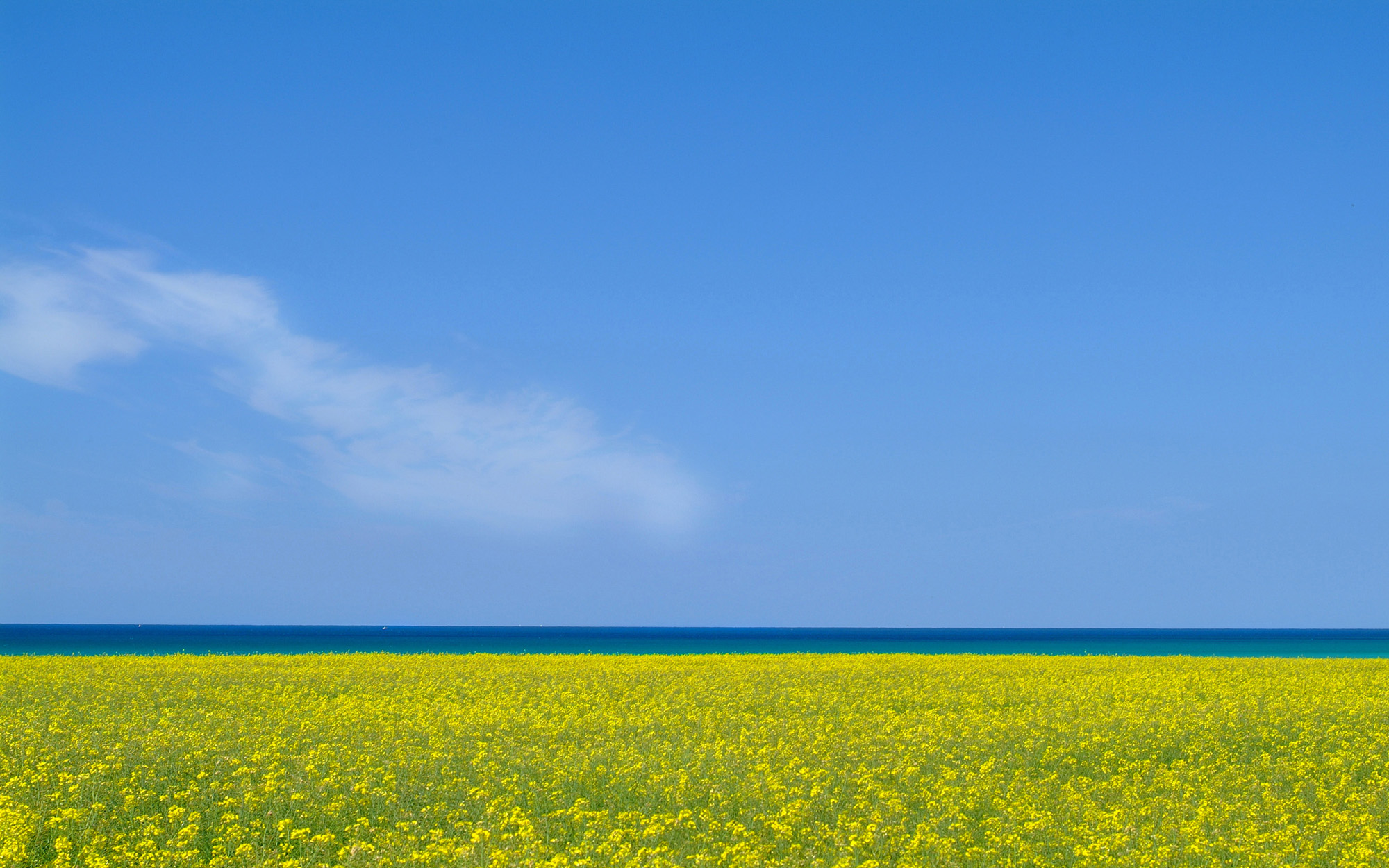 Rapeseed, Sea, Sky